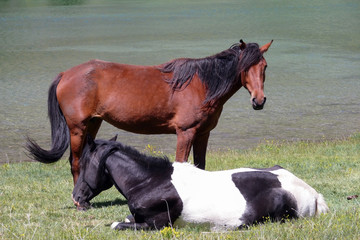 A couple of horses at the lake. Tien-Shan mountains