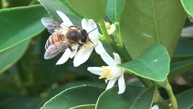 ape sul fiore di mandarino 2