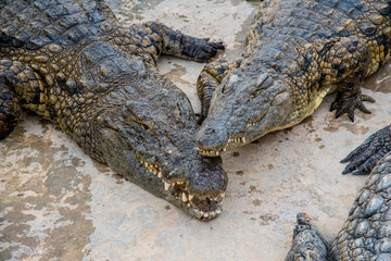 Many crocodiles in the farm in Tunisia
