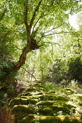 Mystischer Wald in Frankreich