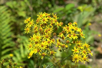 Vorgartenschmuck, Altweilnau, Gemeinde Weilrod, Hochtaunus