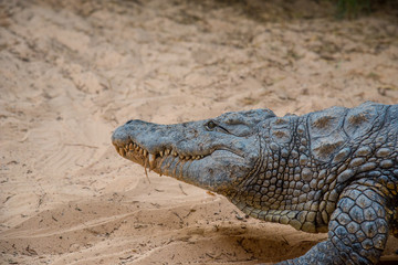 Fototapeta premium Image of a crocodile. Reptile Animals.