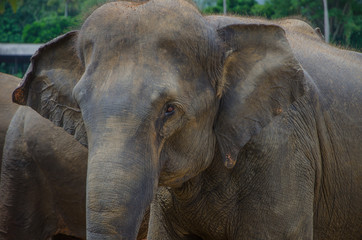 Fototapeta premium elephant with red eyes with dust