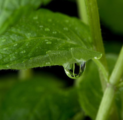Macro view of fresh mint leaves