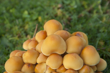 Yellow mushrooms on green background