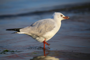 Grey-headed Gull on a beach in Paracas Bay, Peru