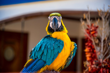 Colourful parrots bird sitting on a perch.