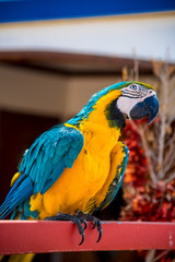 Colourful parrots bird sitting on a perch.