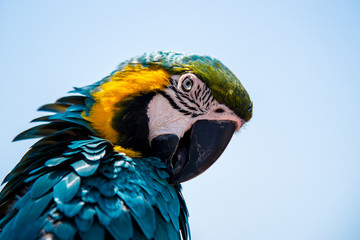 Colourful parrots bird sitting on a perch.