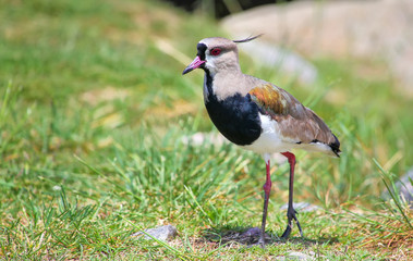 Southern Lapwing Vanellus chilensis