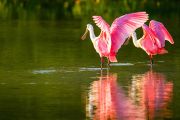Roseate spoonbill (Platalea ajaja)