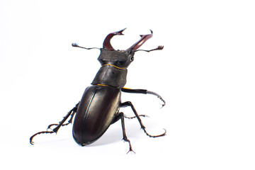 Beetle-deer male on white background