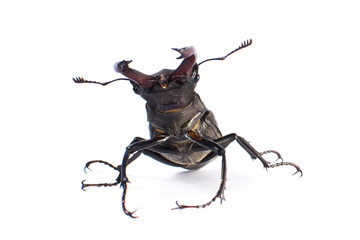 Beetle-deer male on white background