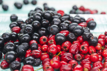black chokeberry, Aronia melanocarpa and Hawthorn berries
