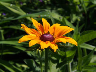 Rudbeckia hirta - black-eyed-Susan  