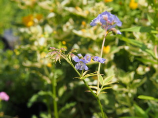 Variegated Polemonium reptans 'Stairway to Heaven