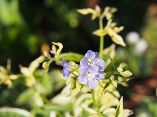Variegated Polemonium reptans 'Stairway to Heaven
