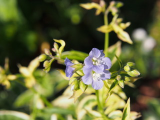 Variegated Polemonium reptans 'Stairway to Heaven