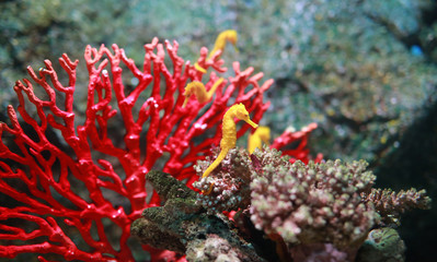 Naklejka premium Corals in aquarium tank.
