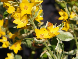 Lysimachia punctata 'Alexander' - dotted loosestrife   