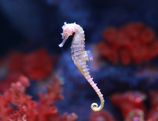 seahorse (Hippocampus) swimming.