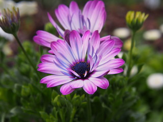 Obraz premium Osteospermum - African daisy 