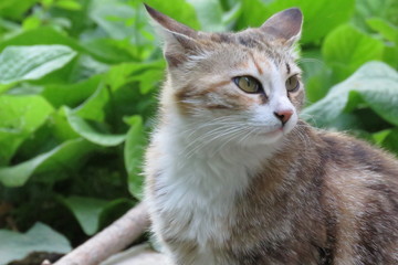 grey cat with green eyes