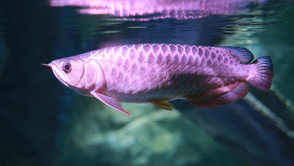 arowana fish in aquarium.