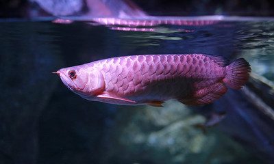 arowana fish in aquarium.
