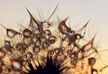 Obraz premium Dew drops on a dandelion seeds at sunrise close up.