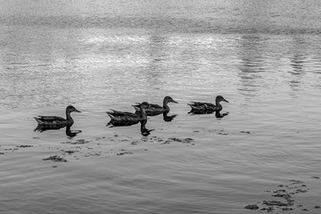 Parque Central in Tres Cantos