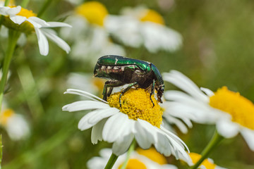 Leucanthemum vulgare