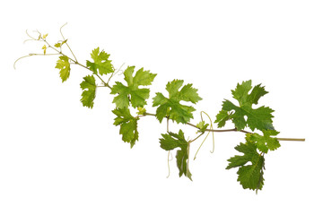 Branch of vine leaves isolated on white background
