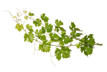 Branches of vine leaves isolated on white background © Rostislav Sedlacek