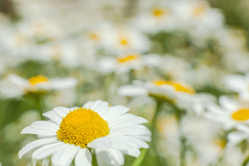 Leucanthemum vulgare