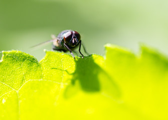 Fly on a green leaf in the open air