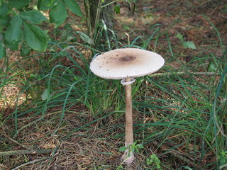 Parasol Mushroom - Macrolepiota procera or Lepiota procera  