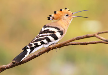 One hoopoe sitting on branch and open the beak.The identifications signs of the bird and the...