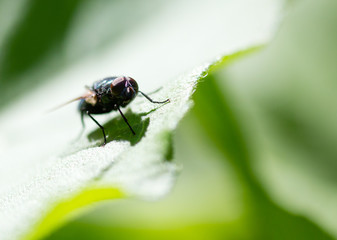 Fly on a green leaf in the open air