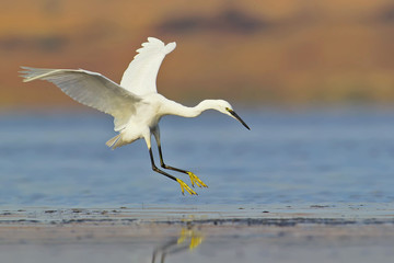 Very close up view of little white egret landing on water