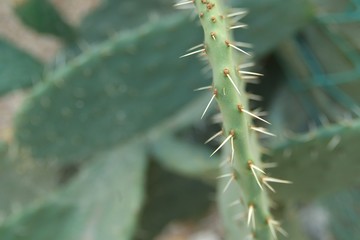 cactus
