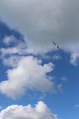 Gull in the clouds