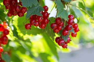 Red currants in the garden.