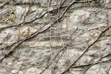 Stone wall with old branches of wild grape