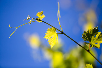 Mustache against grapes against the blue sky