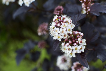 Physocarpus opulifolius Diablo