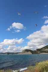 Fototapeta na wymiar Gulls in the sky near the Black Sea coast