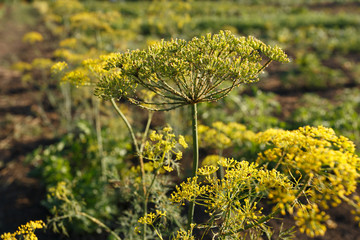 Dill bloom in the garden