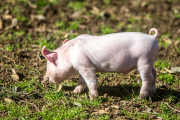 young cute piglets on farm