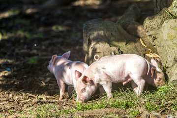 young cute piglets on farm